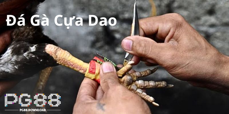Giới Thiệu Đá Gà Cựa Dao Tại Nhà Cái PG88 Cho Newbie