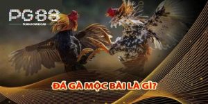 Đá Gà Mộc Bài 2025 - Đấu Trường Gà Cực Hấp Dẫn Tại PG88