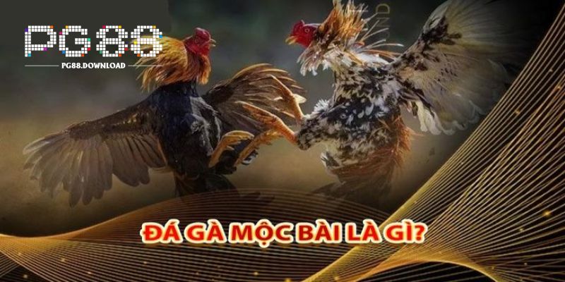 Đá Gà Mộc Bài 2025 - Đấu Trường Gà Cực Hấp Dẫn Tại PG88