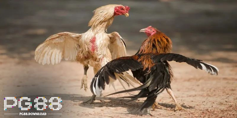 Luật thắng thua khi chơi