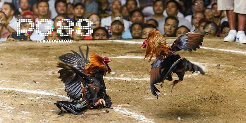 Vì sao đá gà Mộc Bài thu hút đông đảo người chơi?